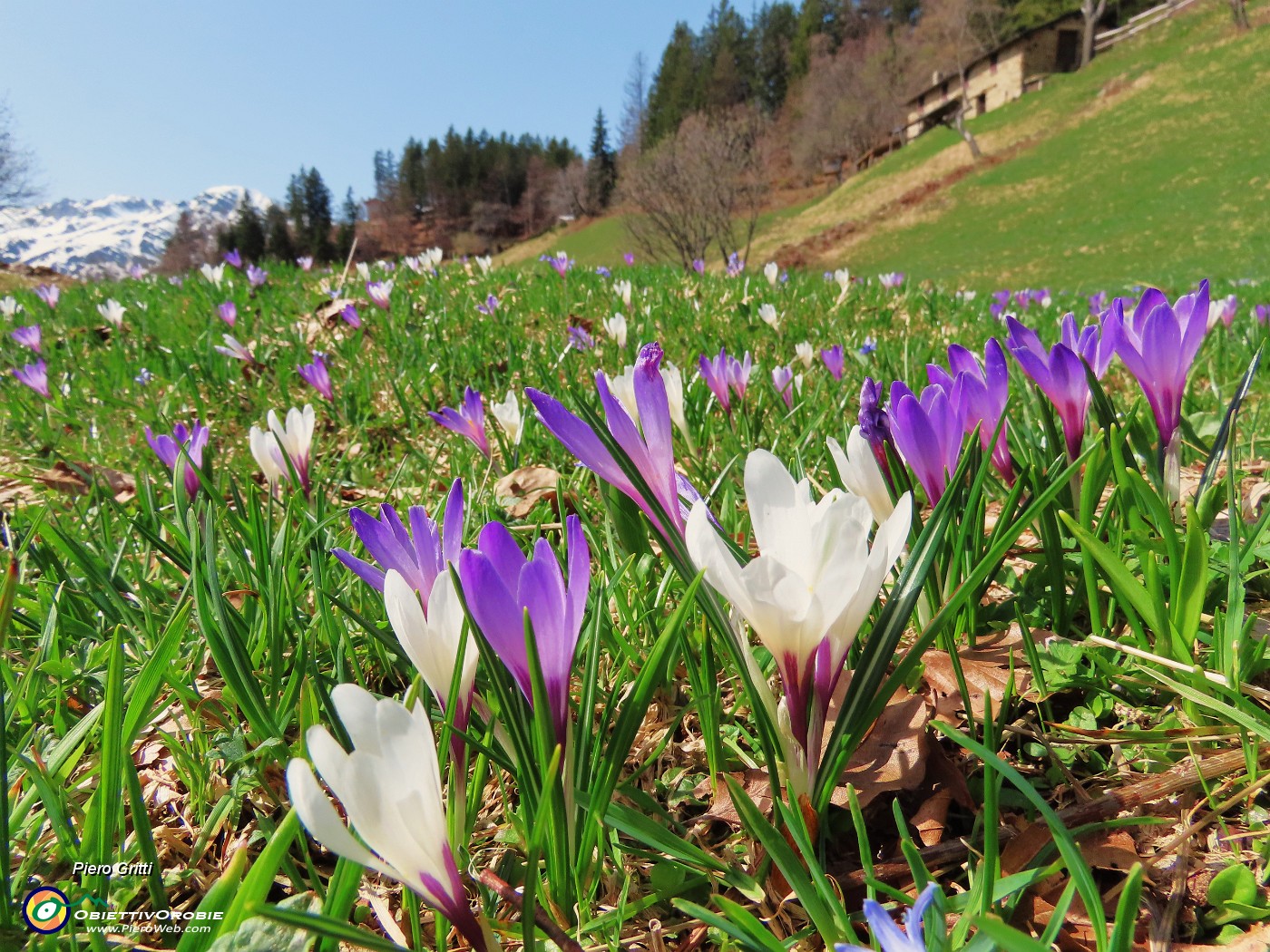 54 Tanti fiori verso le baite.JPG